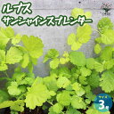 【P2倍★マラソン期間中】ルブス・サンシャインスプレンダー【観葉植物 3号ポット】黄金葉 ナワシロイチゴ サンシャインスプレーダー カラーリーフ 寄せ植え 寄植...