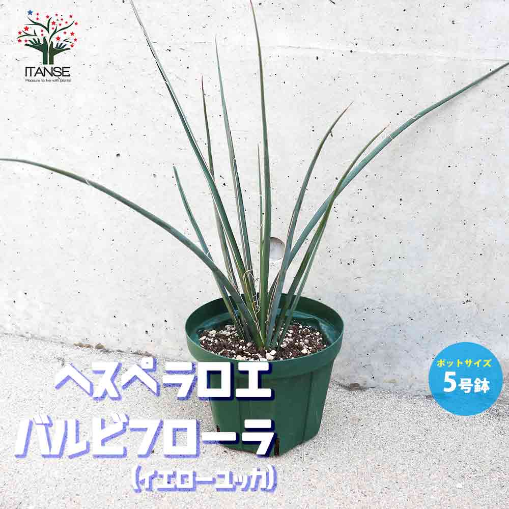 【送料無料】観葉植物 ヘスペラロエ・イエロー【観葉植物 5号