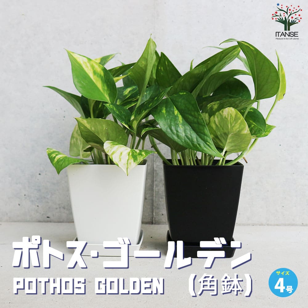 ポトス 【送料無料】ポトス ゴールデン【観葉植物 角鉢4号】観葉植物 ポトス ゴールデン Epipremnum aureum Golden Photos 観賞用