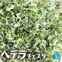 【ポイント2倍★マラソン期間】ヘデラ チェスター 観葉植物 3号ロングポット 観葉植物 ヘデラ helix カラーリーフ グランドカバー グラウンドカバー 蔓性...
