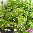 【ポイント2倍★マラソン期間】フィカス プミラ サニーホワイト ( 斑入り ) 観葉植物 3号ポット リビング オフィス 事務所 インテリア お祝い 新築祝い ...
