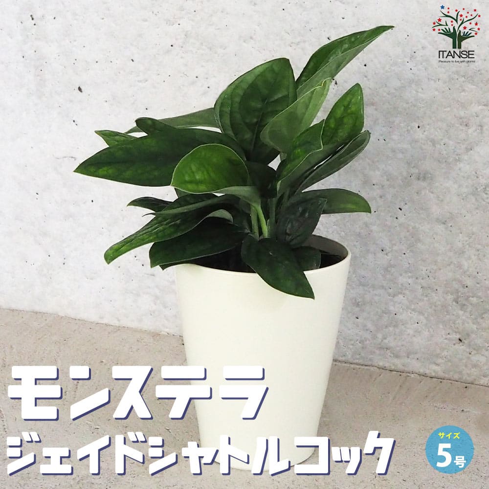 【送料無料】モンステラ ジェイドシャトルコック【観葉植物 5