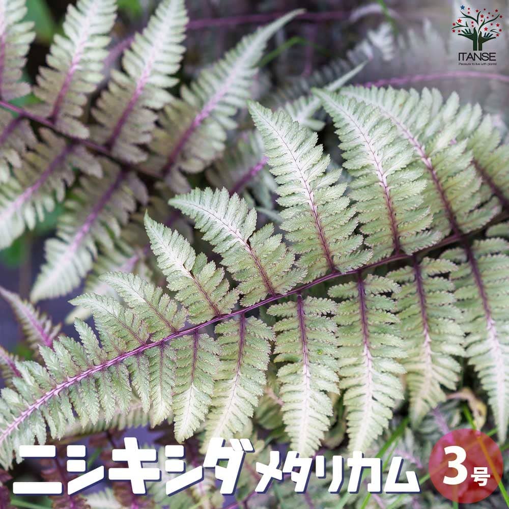 【マラソン中★ポイントUP】ニシキシダ メタリカム【観葉植物 3号ポット】観葉植物 ニシキシダ 錦羊歯 犬蕨 イヌワラビ アシリウム ニポニクム Athyrium niponicum