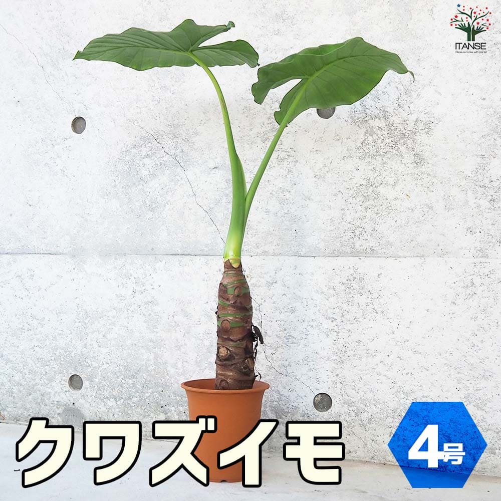 クワズイモ観葉植物 クワズイモ アロカシア 出世芋 常緑 多年草 サトイモ ハート型 Giant elephant's Alocasia odora