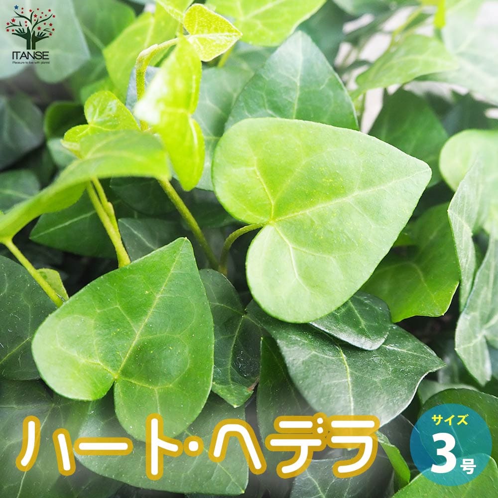 【送料無料】ハートヘデラ【観葉植物 3号ポット】観葉植物 ヘデラ helix カラーリーフ グランドカバー グラウンドカバー 蔓性 ツル性 つる性 矮性 わい性