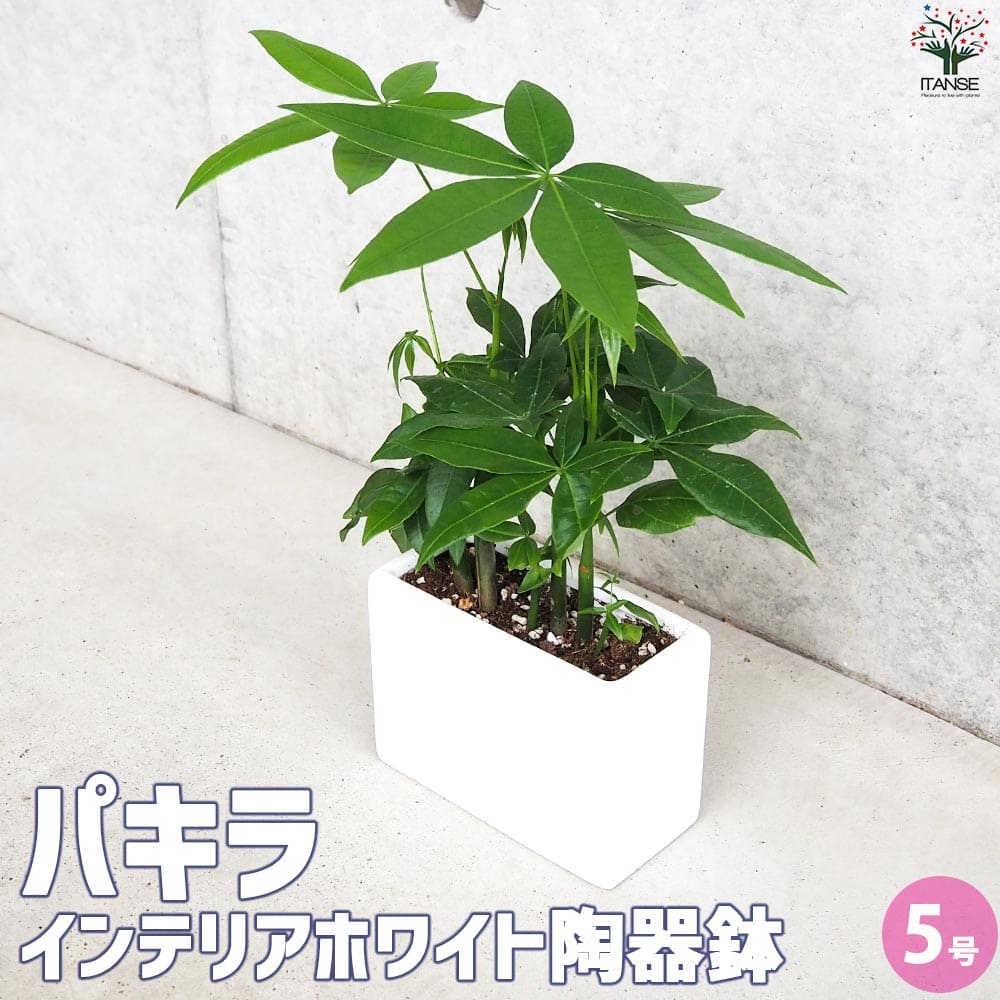 其它 - 【マラソン★P5倍】パキラ 観葉植物 5号インテリアホワイト陶器鉢 リビング オフィス 事務所 インテリア お祝い 新築祝い 引越し祝い 結婚祝い 新生活 送料無料 即納