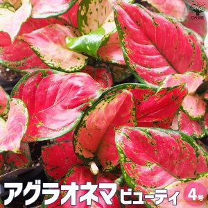 ̵ۥ饪ͥ ӥ塼ƥڴտʪ 4ȭ۴տʪ 饪ͥ Aglaonema ե ӥ    ƥꥢ