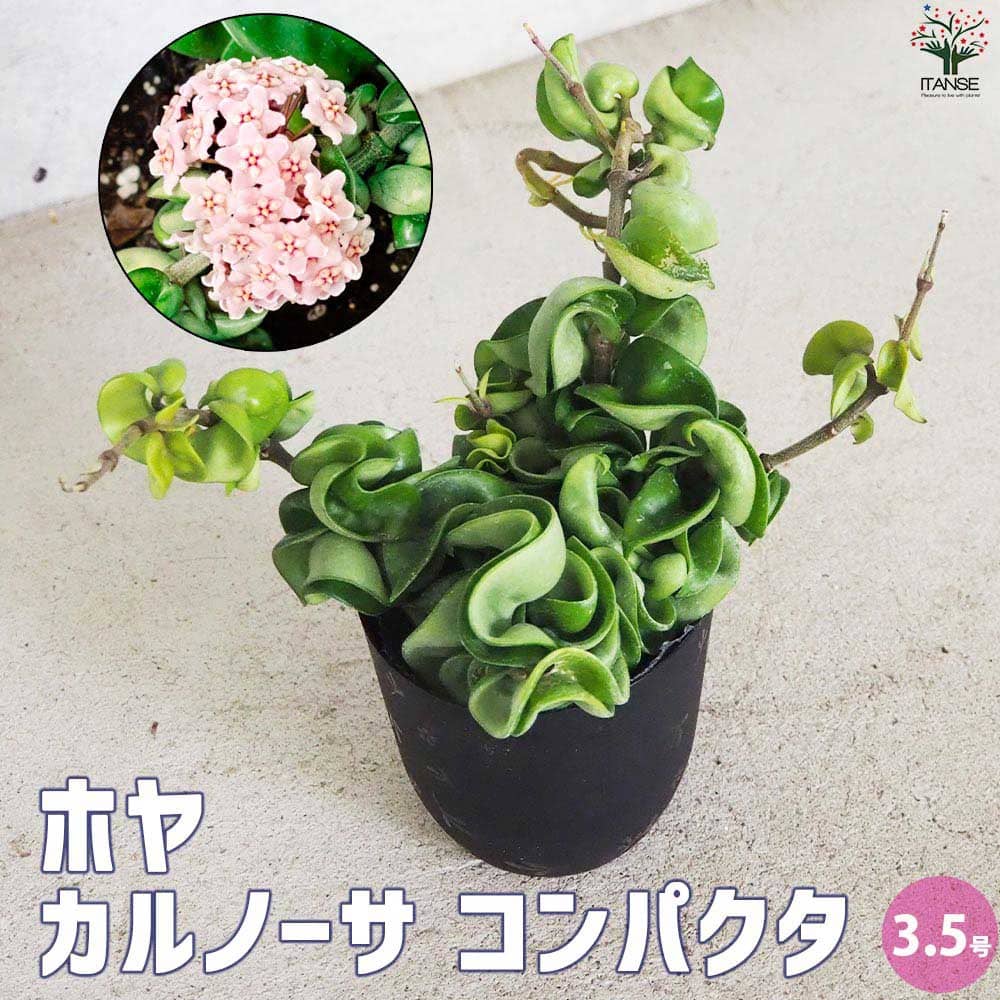 ホヤ 【送料無料】ホヤ (桜ラン) カルノーサ コンパクタ【観葉植物 3.5号ポット】観葉 ガーデニング インテリア インテリアグリーン