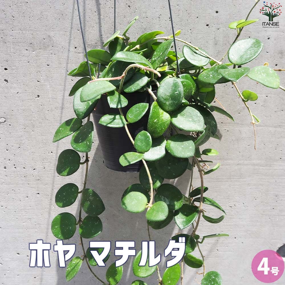 ホヤ 【送料無料】ホヤ (桜ラン) マチルダ【観葉植物 吊鉢4号鉢】観葉 ガーデニング インテリア インテリアグリーン