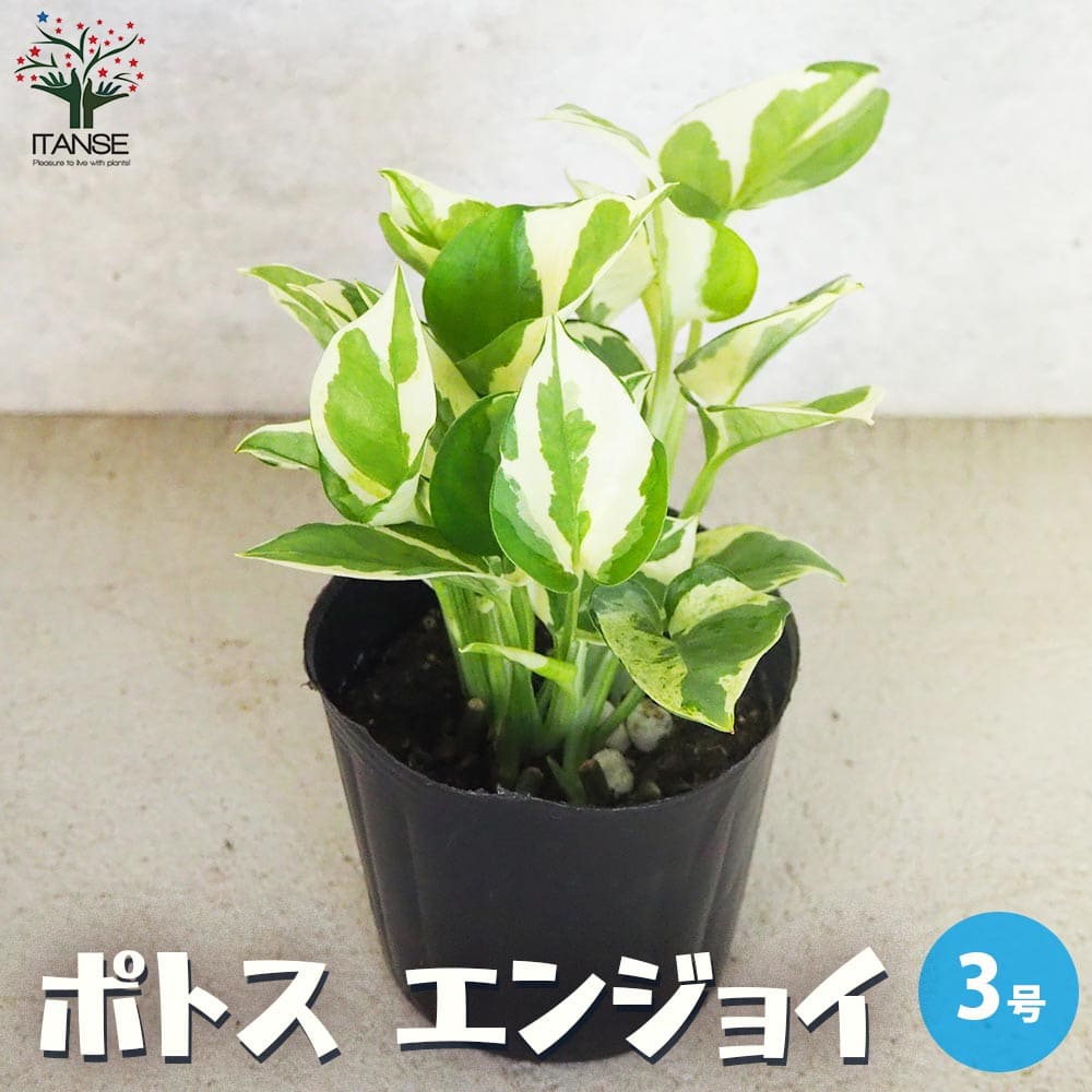 【送料無料】ポトス エンジョイ【観葉植物 3号ポット】観葉 インテリア インテリアグリーン ゴールデンポトス PVP