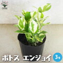 【P2倍★マラソン期間中】ポトス エンジョイ【観葉植物 3号ポット】観葉 インテリア インテリアグリーン ゴールデンポトス PVP