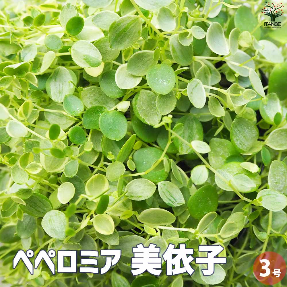 【送料無料】ペペロミア・美依子【観葉植物 3号ポット】観葉植物 ペペロミア 吊り鉢 イザベラ イサベラ イサベル 常緑 多年草 苗木 苗