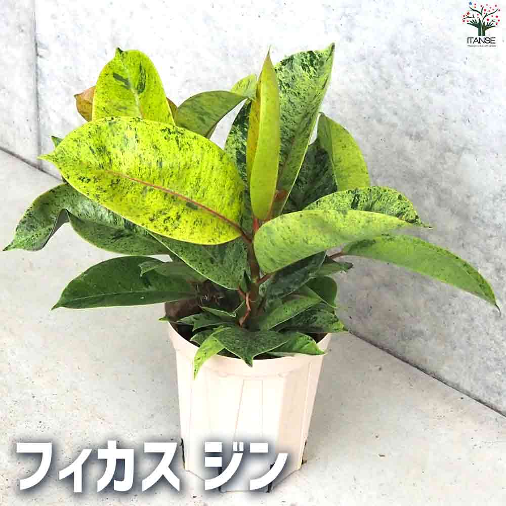 楽天市場】フィカス ジン(花・観葉植物|花・ガーデン・DIY)の通販 楽天市場】フィカス ジン(花・観葉植物|花・ガーデン・DIY)の通販