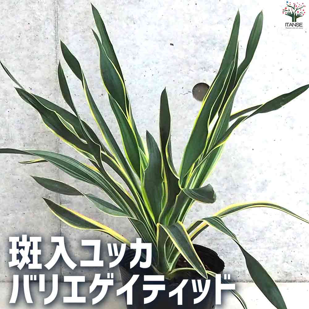 ユッカ 【マラソン中★ポイントUP】観葉植物 斑入ユッカ バリエゲイティッド【観葉植物 5号ポット】リビング オフィス 事務所 インテリア 大型 おしゃれ 初心者 育てやすい 御祝 お祝い 新築祝い 引越し祝い 結婚祝い プレゼント 人気 品種 観賞用