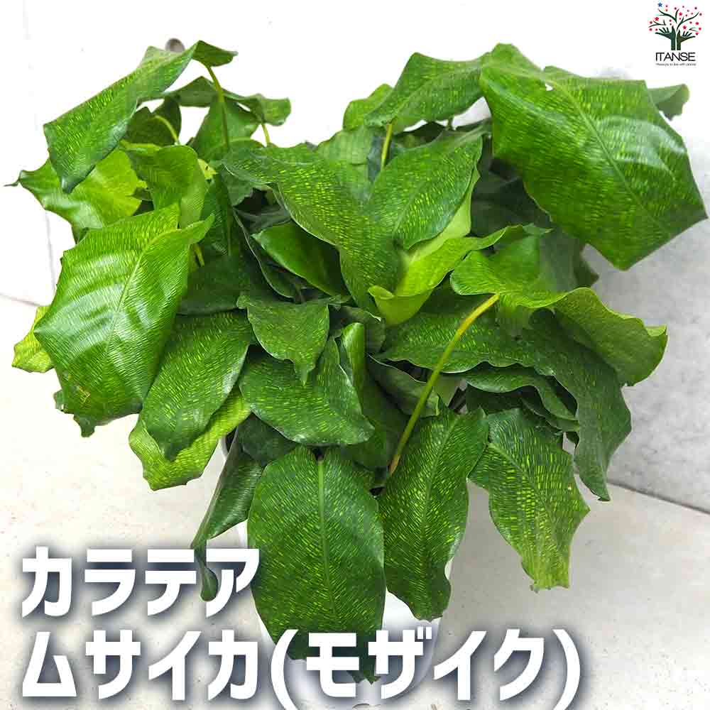 【送料無料】観葉植物 カラテア ムサイカ ( モザイク ) 観葉植物 5号鉢 リビング オフィス 事務所 インテリア 大型 おしゃれ 初心者 育てやすい 御祝 お祝い 新築祝い 引越し祝い 結婚祝い プレゼント 人気 品種 観賞用 送料無料 即納