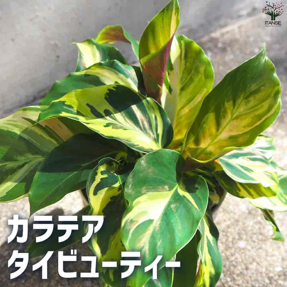 【SS期間★ポイントUP】観葉植物 カラテア・タイビューティ