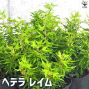 【P2倍★マラソン期間中】観葉植物 ヘデラ・レイム【観葉植物 3.5号ポット】リビング オフィス 事務所 インテリア 大型 おしゃれ 初心者 育てやすい ガーデ...