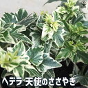 【P2倍★マラソン期間中】観葉植物 ヘデラ・天使のささやき【観葉植物 3.5号ポット】リビング オフィス 事務所 インテリア 大型 おしゃれ 初心者 育てやすい...
