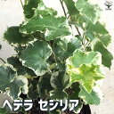 【P2倍★マラソン期間中】観葉植物 ヘデラ・セシリア【観葉植物 3.5号ポット】リビング オフィス 事務所 インテリア 大型 おしゃれ 初心者 育てやすい ガー...