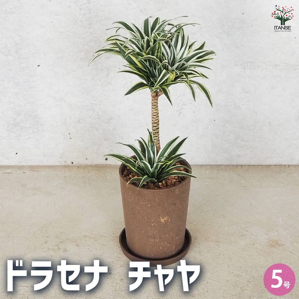 【送料無料】観葉植物 ドラセナ チャヤ 観葉植物 5号鉢 リビング オフィス 事務所 インテリア 大型 おしゃれ 初心者 育てやすい ガーデニング 御祝 お祝い 新築祝い 引越し祝い 結婚祝い プレゼント 人気 品種 観賞用 送料無料 即納