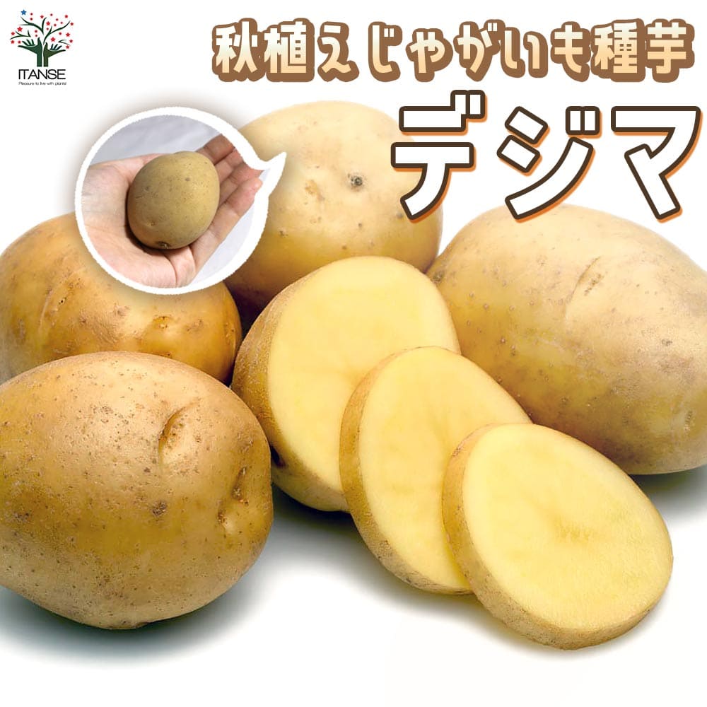 【送料無料】秋植えじゃがいもの種芋 品種:デジマ 野菜種芋 ( 重さは充填時のもの ) じゃがいも ジャガイモ じゃが芋 種芋 種いも たねいも アンデス赤 野菜種芋 デジマ 出島 秋植え馬鈴薯 秋馬鈴薯 ばれいしょ 秋じゃがいも 秋じゃが芋 送料無料 即納
