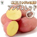 【送料無料】秋植えじゃがいもの種芋 品種：アンデスレッド【 野菜種芋(重さは充填時のもの)】ジャガイモ じゃが芋 種芋 種いも たねいも アンデス赤 野菜種芋 アンデス赤 秋植え馬鈴薯 秋馬鈴薯 ばれいしょ 秋じゃがいも 秋じゃが芋