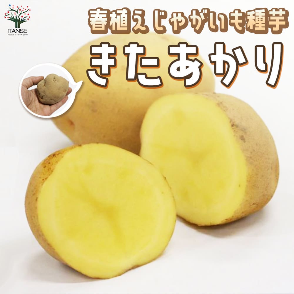 【送料無料】じゃがいもの種芋 品種：キタアカリ【 野菜種芋(重さは充填時のものです)】じゃがいも 種ばれいしょ ジャガイモ じゃが芋 種芋 種いも たねいも 馬鈴薯種芋 馬鈴薯 種イモ 春ジャガイモ 春植えじゃがいも 春植え馬鈴薯