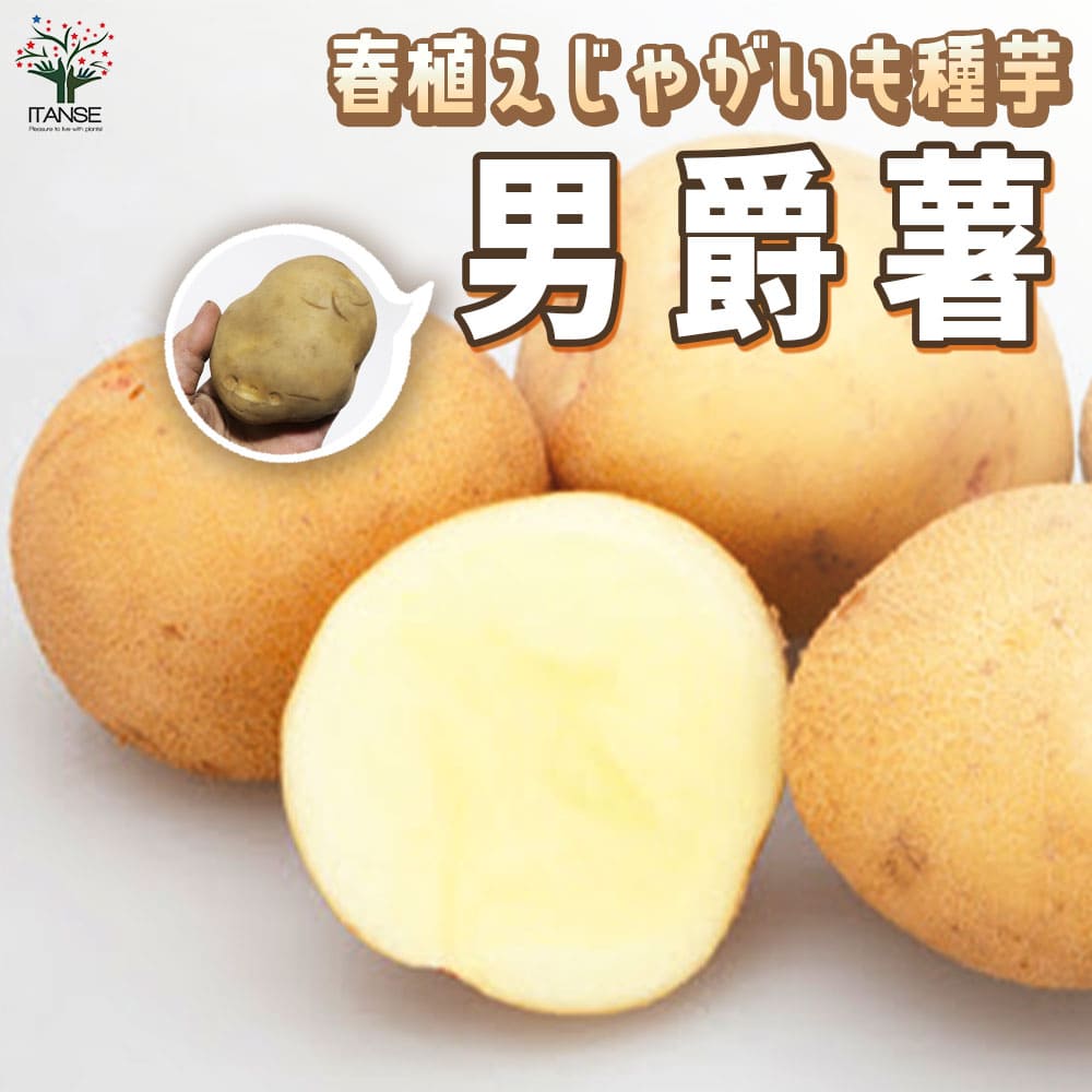 【SALE特別価格】じゃがいもの種芋 品種：男爵(だんしゃく)【 野菜種芋(重さは充填時のものです)】じゃがいも 種ばれいしょ ジャガイモ じゃが芋 種芋 種いも たねいも 馬鈴薯種芋 馬鈴薯 種イモ 春ジャガイモ 春植えじゃがいも 春植え馬鈴薯