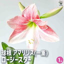 【送料無料】球根 アマリリス(一重) ロージースター【花球根】花球根 球根の花 鉢植え 地植え ガーデニング