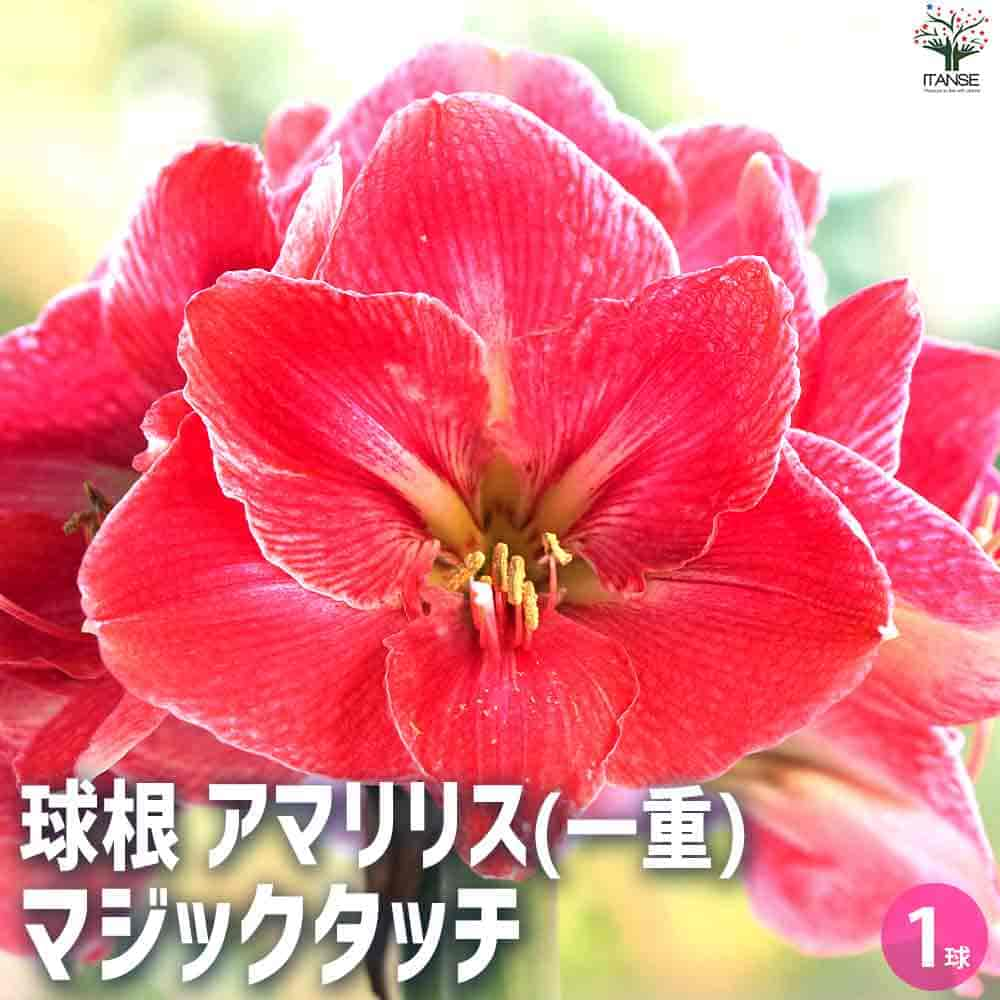 【マラソン中★ポイントUP】球根 マジックタッチ【花球根】花球根 球根の花 鉢植え 地植え ガーデニング