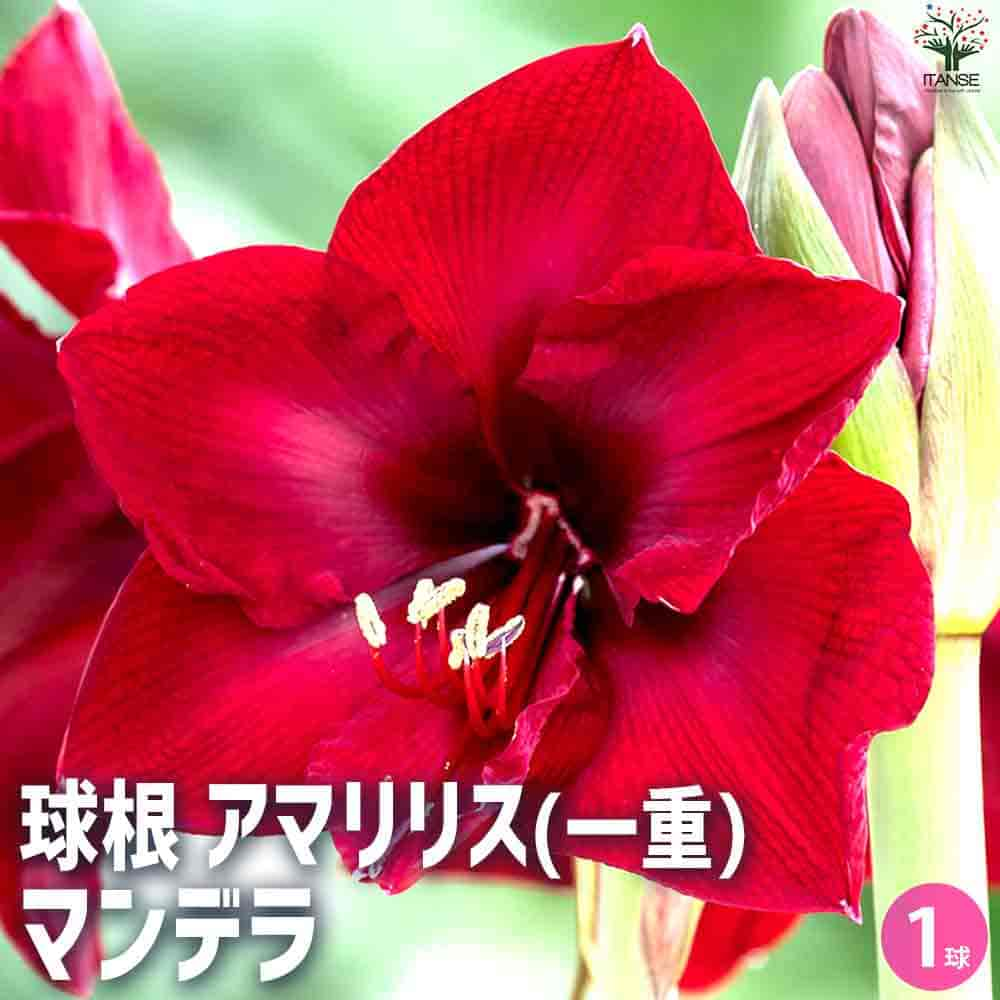 【マラソン中★ポイントUP】球根 マンデラ【花球根】花球根 球根の花 鉢植え 地植え ガーデニング