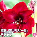 【送料無料】球根 マンデラ【花球根】花球根 球根の花 鉢植え 地植え ガーデニング