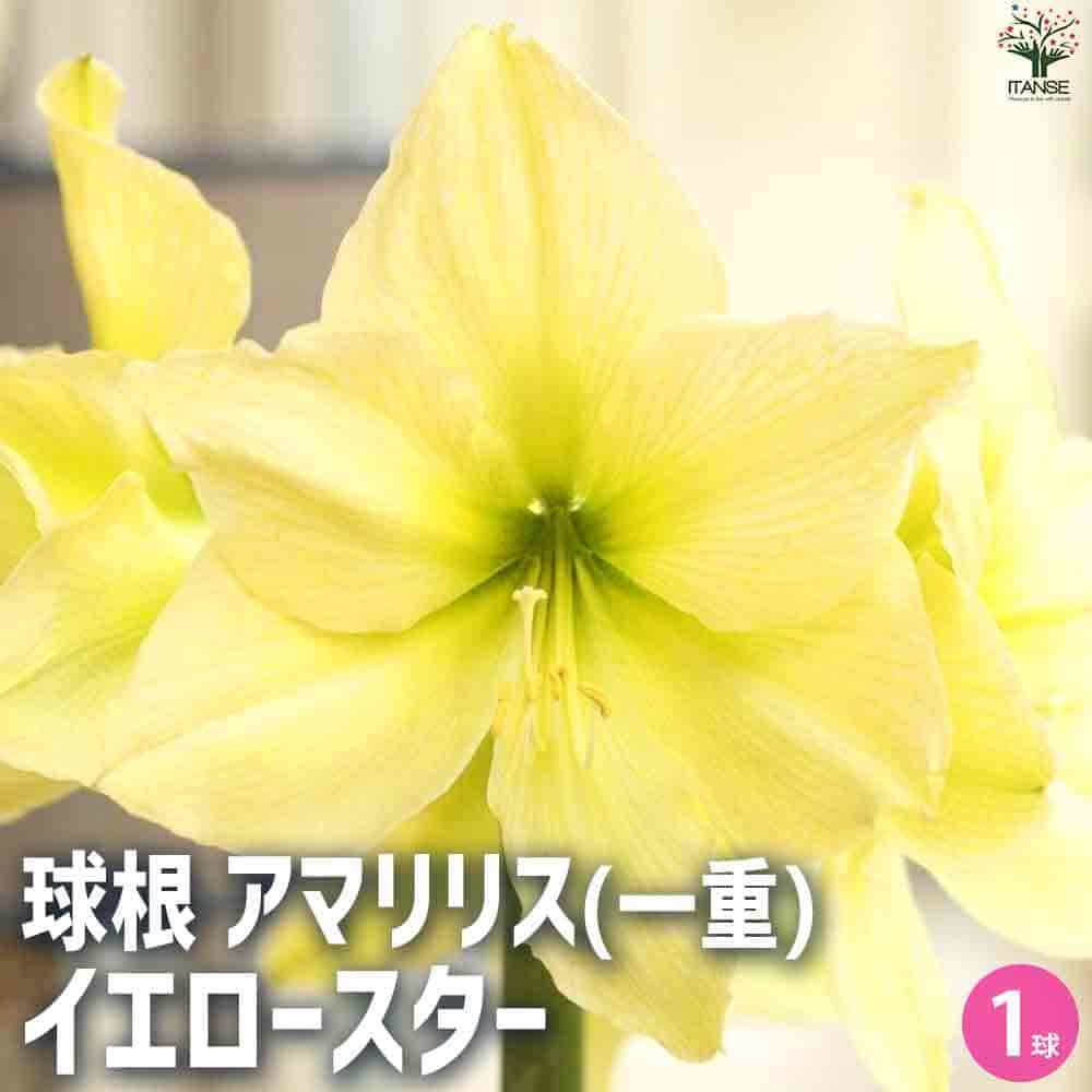 【マラソン中★ポイントUP】球根 イエロースター【花球根】花球根 球根の花 鉢植え 地植え ガーデニング