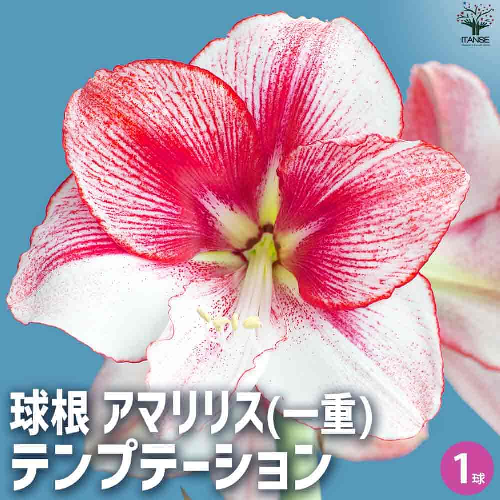 【マラソン中★ポイントUP】球根 テンプテーション【花球根】花球根 球根の花 鉢植え 地植え ガーデニング