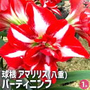 【送料無料】球根 パーティニンフ【花球根】花球根 球根の花 鉢植え 地植え ガーデニング