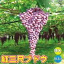 【P2倍★マラソン期間中】紅三尺ぶどう【果樹苗 10.5cmポット挿し木苗】巨大房ぶどう 欧州種系 ブドウ苗 苗木 耐寒性 葡萄 自家結実性 育てやすい 鑑賞用...