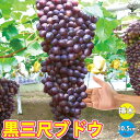 【P2倍★マラソン中】 黒三尺ぶどう 果樹苗 10.5cmポット挿し木苗 巨大房ぶどう 欧州種系 ブドウ苗 苗木 耐寒性 葡萄 自家結実性 育てやすい 鑑賞用 初心者 甘い 農園 農場 挿木 人気 品種 フルーツ 送料無料 即納