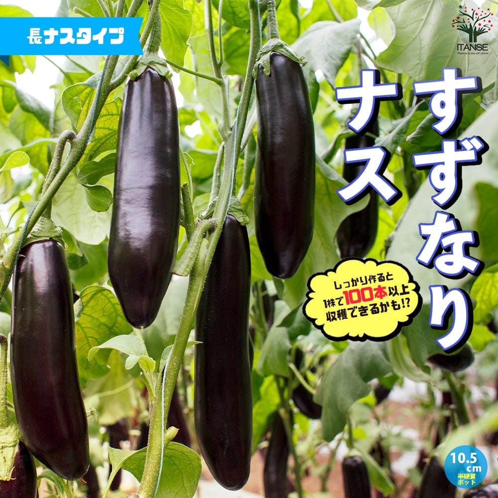 【送料無料】すずなりトロトロなすの苗(長ナスタイプ)【10.5cmポット自根苗】野菜苗 ナス苗 なす苗 ナスビ苗 なすび苗 茄子苗 ベランダ 人気 定番 品種 すずなりナス