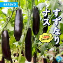 【マラソン中★ポイントUP】すずなりトロトロなすの苗(長ナスタイプ)【10.5cmポット自根苗】野菜苗 ナス苗 なす苗 ナスビ苗 なすび苗 茄子苗 ベランダ 人気 定番 品種 すずなりナス