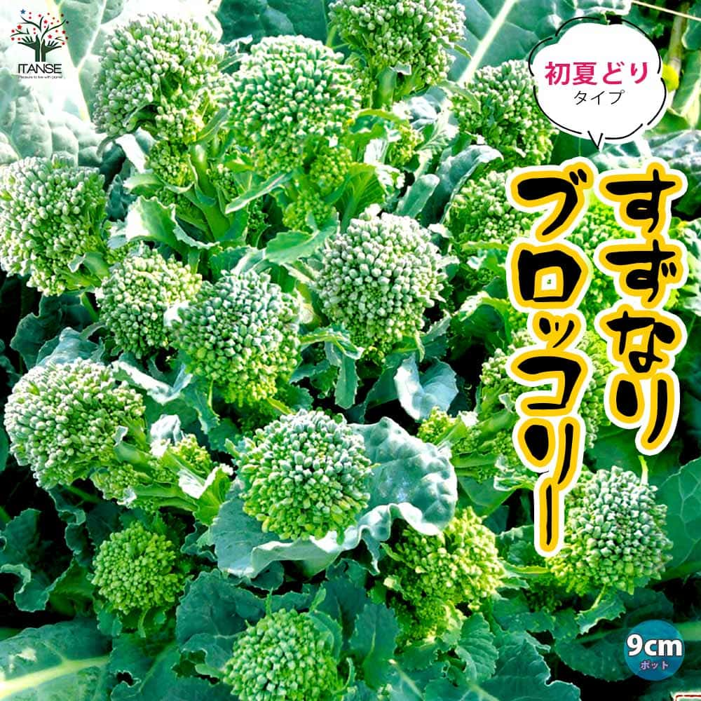 【送料無料】すずなりブロッコリー初夏どりタイプの苗【野菜苗9cmポット】長期収穫 多収穫 ブロッコリー苗 春野菜 夏野菜 ベランダ 露地植え 簡単 栽培 ぶろっこりー スティックブロッコリー