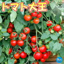 【送料無料】ITANSE トマト大王 ( 支柱いらずで楽々多収穫!!NEWタイプミニトマト ) 9cmポット自根苗 ハンギングトマト 野菜苗 ミニトマト苗 みにとまと苗 ベランダ 露地 tomato 送料無料 即納