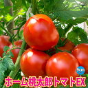 ITANSE ホーム桃太郎トマトEX 接ぎ木苗 野菜 接木苗9cmポット 野菜苗 トマト苗 とまと苗 露地栽培 簡単栽培 鉢植え 庭植え tomato 春野菜 夏野菜 春植え 夏植え 旬 新鮮 送料無料 即納