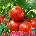 【送料無料】ホーム桃太郎トマトEX 接ぎ木苗【野菜 接木苗9cmポット】野菜苗 トマト苗 とまと苗 露地栽培 簡単栽培 鉢植え 庭植え tomato 春野菜 夏野菜 春植え 夏植え 旬 新鮮