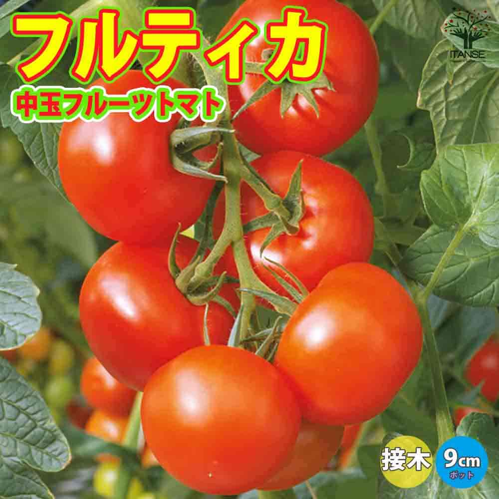 【送料無料】フルティカ・フルーツトマト 接ぎ木苗(中玉トマト)【野菜 接木苗9cmポット】人気品種 野菜苗 トマト苗 とまと苗 鉢植え tomato 春野菜 夏野菜 春植え 夏植え