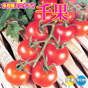 ITANSE 多収穫ミニトマト 千果 接ぎ木苗 野菜 接木苗9cmポット 人気品種 野菜苗 ミニトマト苗 みにとまと苗 プチトマト苗 露地栽培 tomato 春野菜 夏野菜 春植え 夏植え 送料無料 即納