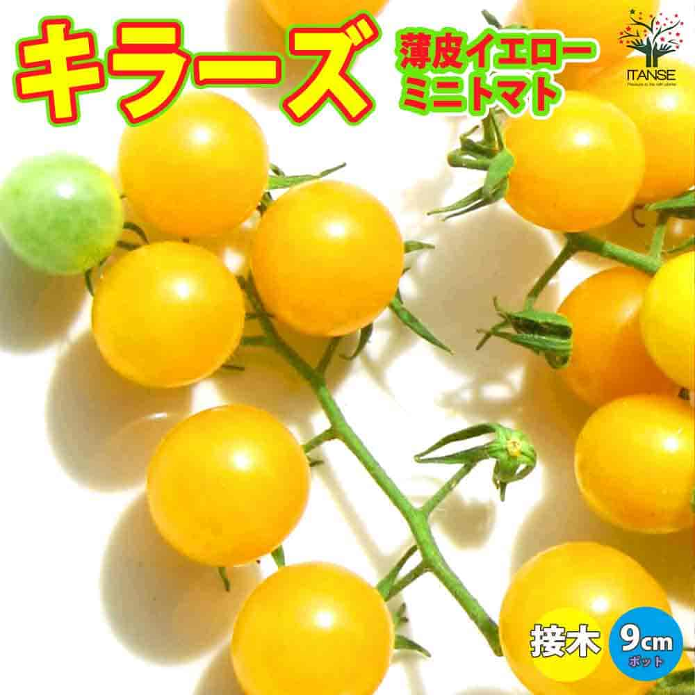 【送料無料】うす皮イエローミニトマト・キラーズ 接ぎ木苗【野菜 接木苗9cmポット】野菜苗 ミニトマト苗 とまと苗 プチトマト苗 露地栽培 tomato 春野菜 夏野菜 春植え 夏植え