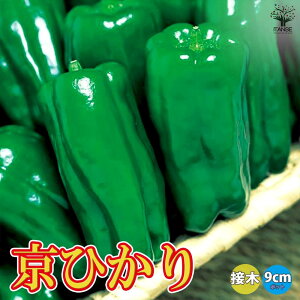 ̵۵Ҥԡޥ(淿) ġ ܤ9cmݥåȡۥԡޥ ԡޤ  ϪϺ ٥ڱ   ѥץꥫ green pepper