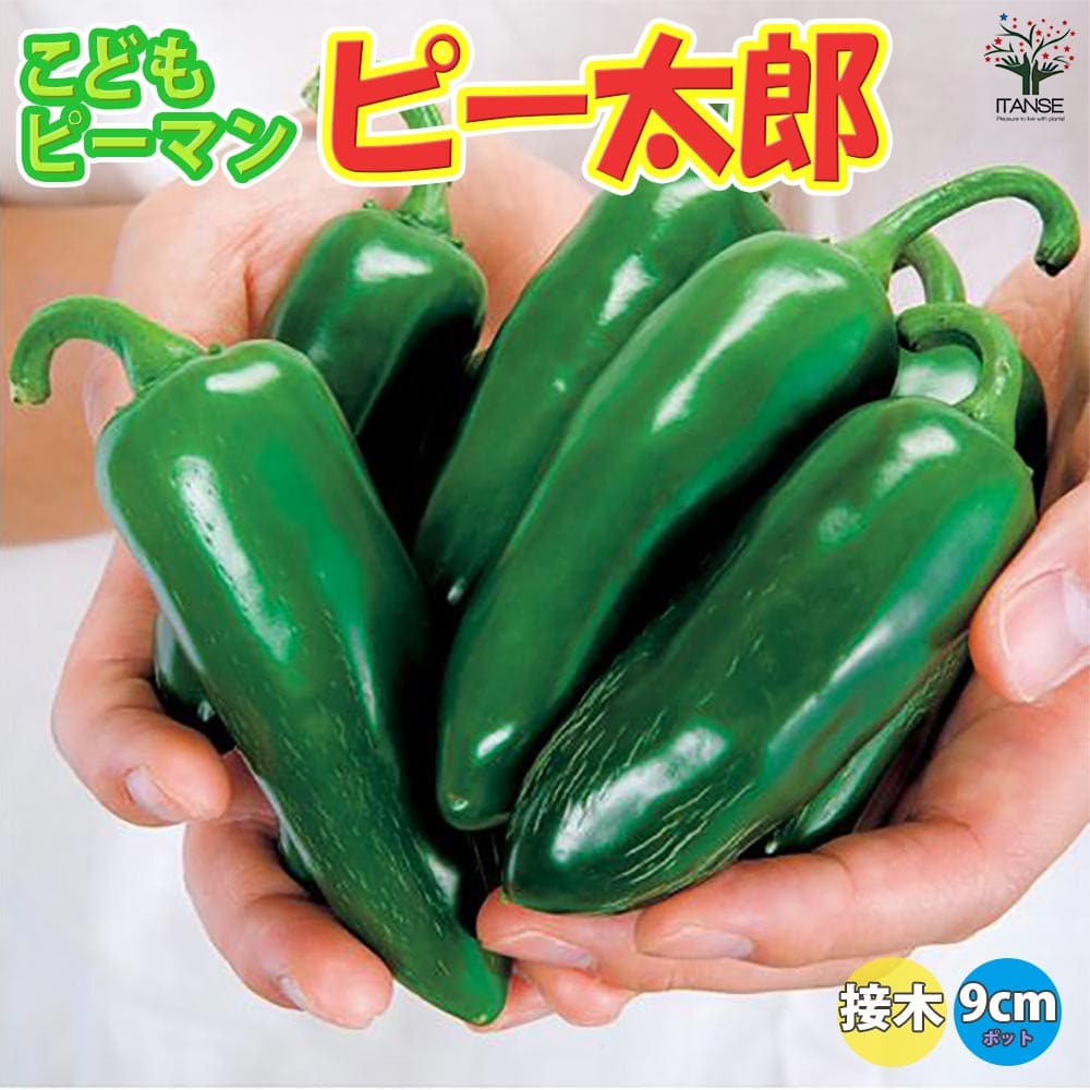 ̵ۤɤԡޥ(ԡϺ) ġ ܤ9cmݥåȡۥԡޥ ԡޤ  ϪϺ ٥ڱ   ѥץꥫ green pepper