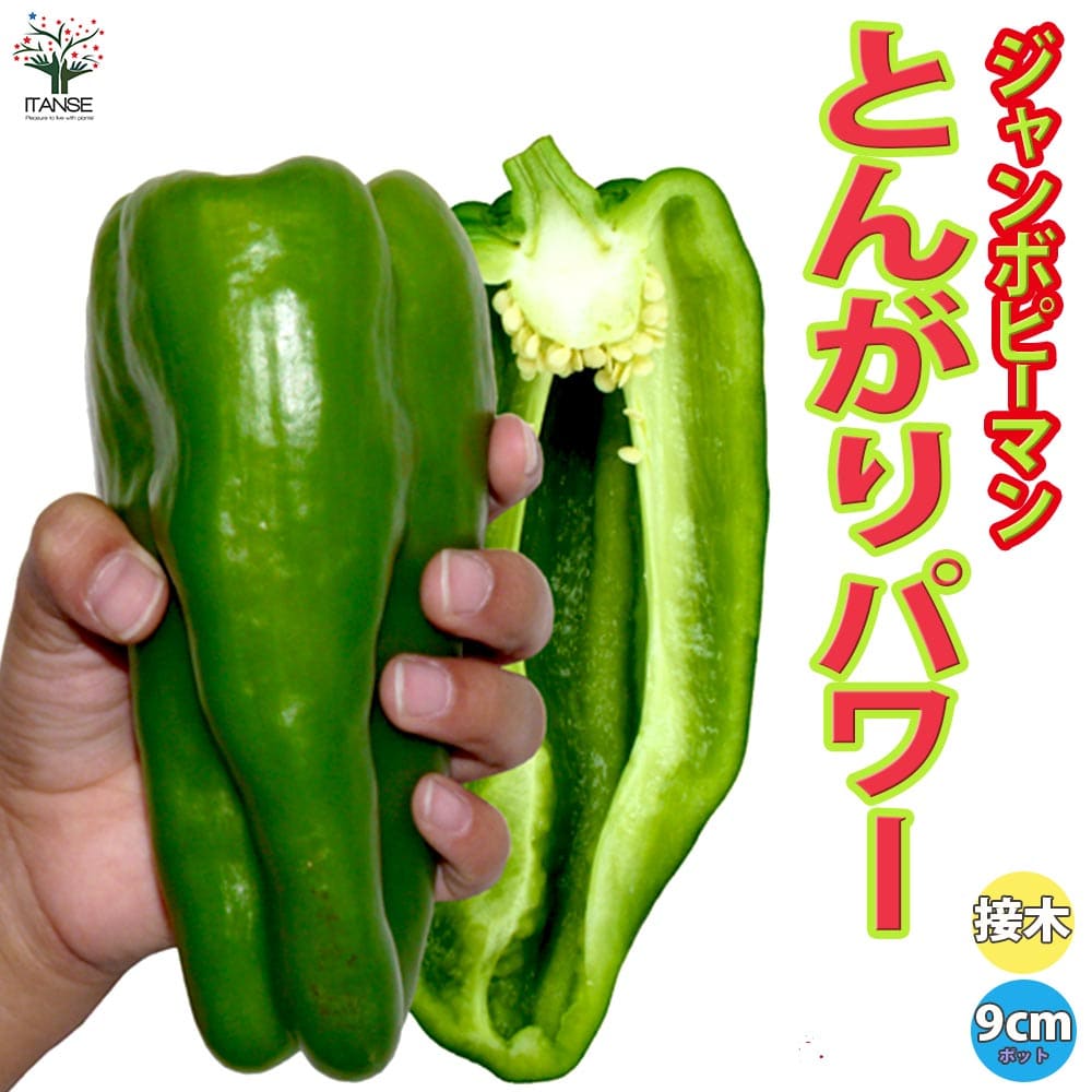 ̵ۥܥԡޥ(Ȥ󤬤ѥ)ġ ܤ9cmݥåȡۥԡޥ ԡޤ  ϪϺ ٥ڱ   ѥץꥫ green pepper