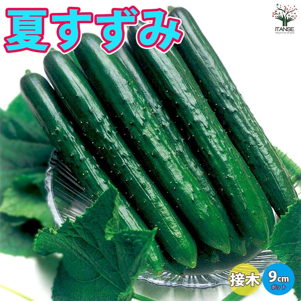 【送料無料】夏すずみ きゅうり 接ぎ木苗【野菜 接木苗9cmポット】人気品種 野菜苗 キュウリ苗 きゅうり苗 胡瓜 露地栽培 ハウス栽培 Cucumbers 春野菜 夏野菜 春植え 夏植え